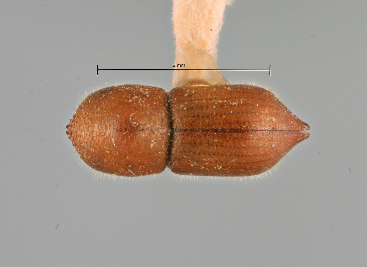 Genus / Species: Coptoborus katniss | Image Author: SM Smith | Location: Ecuador, Sucumbios, Limoncocha | Image Type: holotype | Collection: Texas A&M University Insect Collection