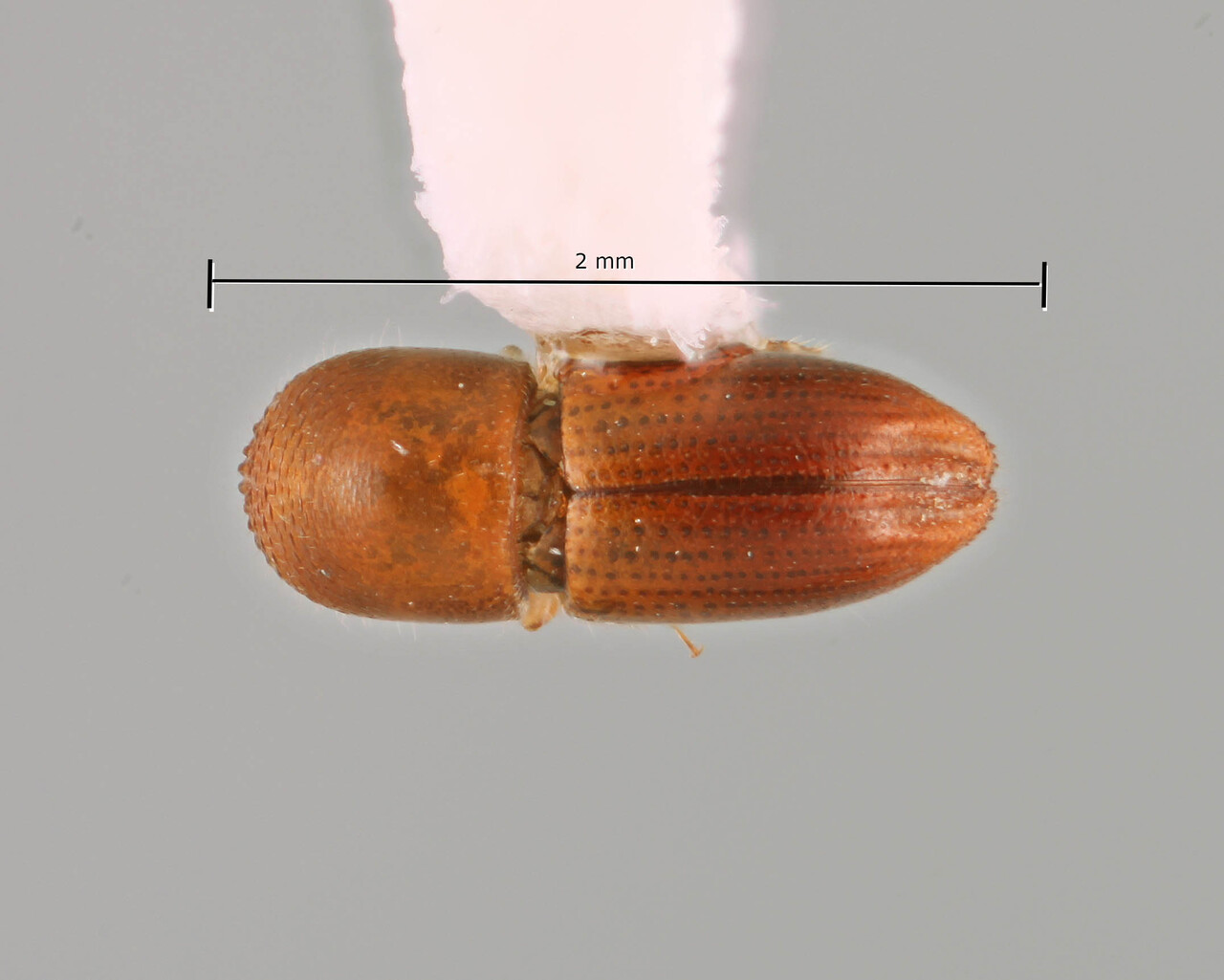 Genus / Species: Coptoborus leeloo | Image Author: SM Smith | Location: Ecuador, Orellana, Res. Ethnica Waorani, 1 km S. Onkone Gare Camp | Image Type: holotype | Collection: Instituto de Ciencias Biológicas