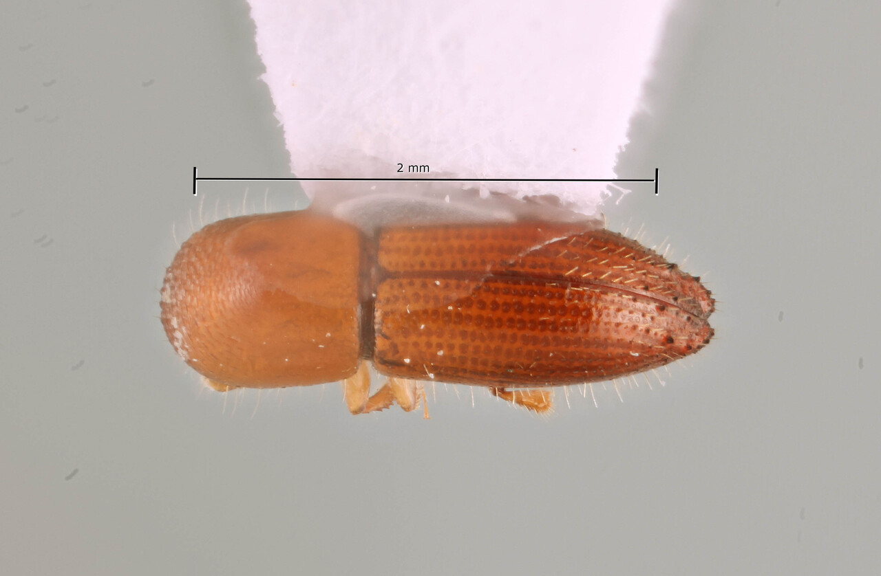 Genus / Species: Coptoborus leporinus | Image Author: SM Smith | Location: Perú, Madre de Dios, Los Amigos Biol. Station | Image Type: holotype | Collection: Natural History Museum