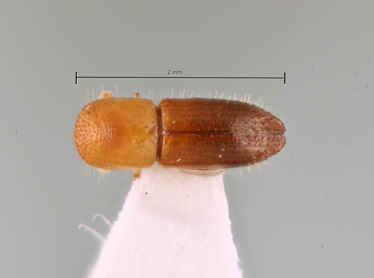 Genus / Species: Coptoborus martinezae | Image Author: SM Smith | Location: Ecuador, Los Ríos, Samama Nature Reserve | Image Type: holotype | Collection: Museo de Zoología