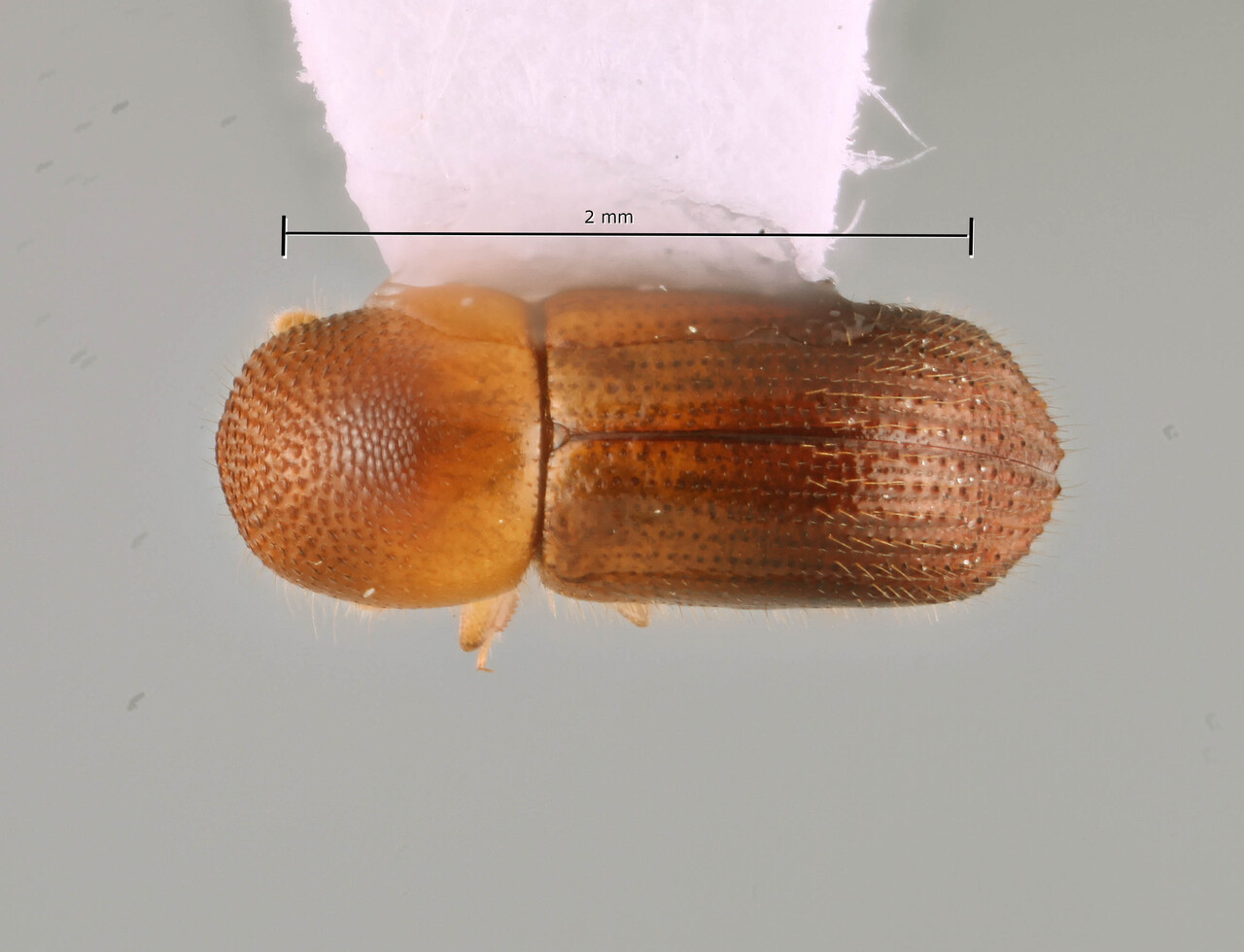 Genus / Species: Coptoborus micarius | Image Author: SM Smith | Location: Panamá, Chiriquí, Fortuna | Collection: Arthropod research Collection