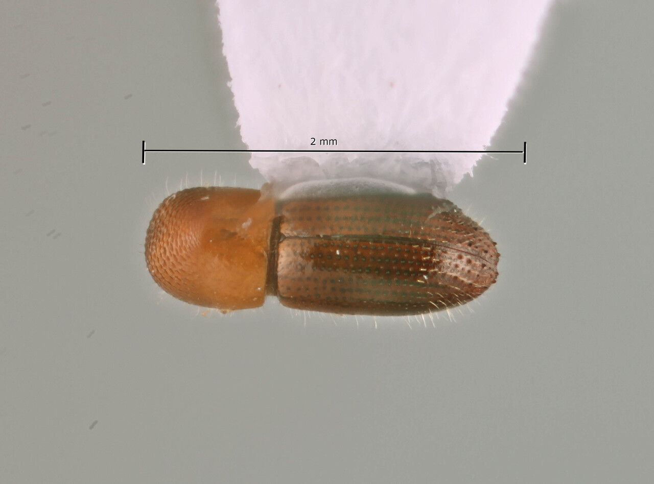 Genus / Species: Coptoborus newt | Image Author: SM Smith | Location: Perú, Madre de Dios, Los Amigos Biol. Station | Image Type: holotype | Collection: Natural History Museum