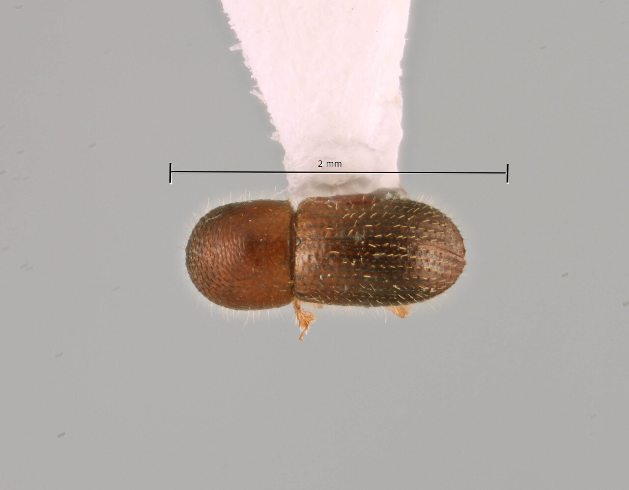 Genus / Species: Coptoborus osbornae | Image Author: SM Smith | Location: Ecuador, Orellana, Res. Ethnica Waorani, 1 km S. Onkone Gare Camp | Image Type: holotype | Collection: Instituto de Ciencias Biológicas