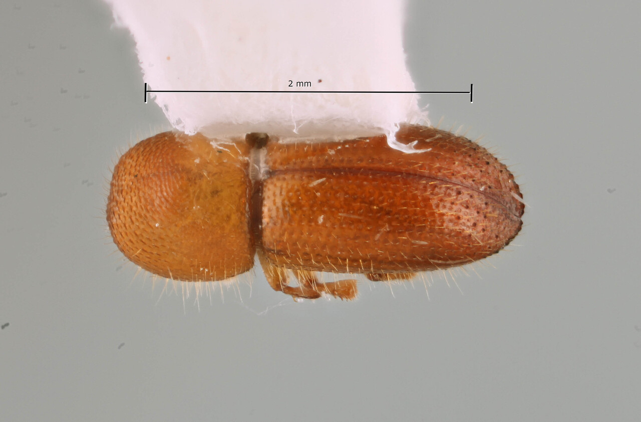 Genus / Species: Coptoborus panosus | Image Author: SM Smith | Location: Fr. Guiana, Cayenne, Roura, 30 km SE, Amazon Nature Lodge on Kaw Rd. | Image Type: holotype | Collection: Entomology