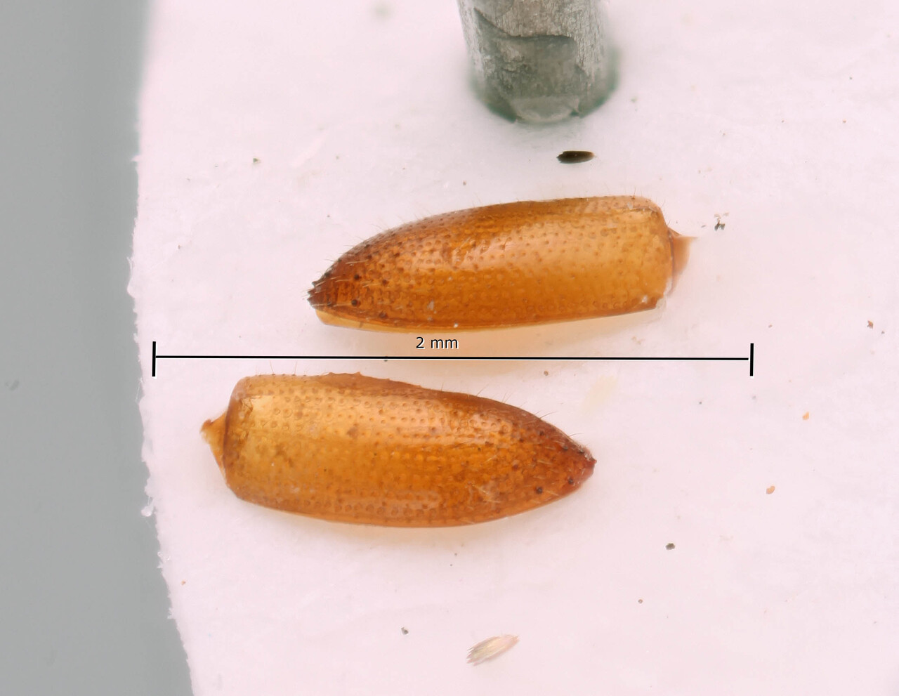 Genus / Species: Coptoborus papillicauda | Image Author: SM Smith | Location: Suriname, Sipaliwini | Image Type: holotype | Collection: National Zoological Collection