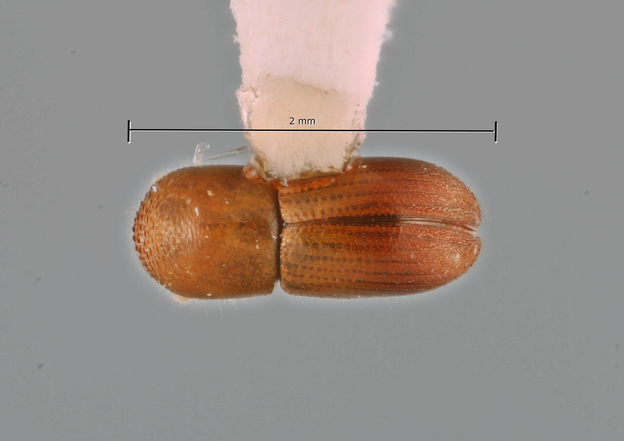 Genus / Species: Coptoborus pilisoror | Image Author: SM Smith | Location: Ecuador, Orellana, Tiputini Biodiversity Station | Image Type: holotype | Collection: Instituto de Ciencias Biológicas