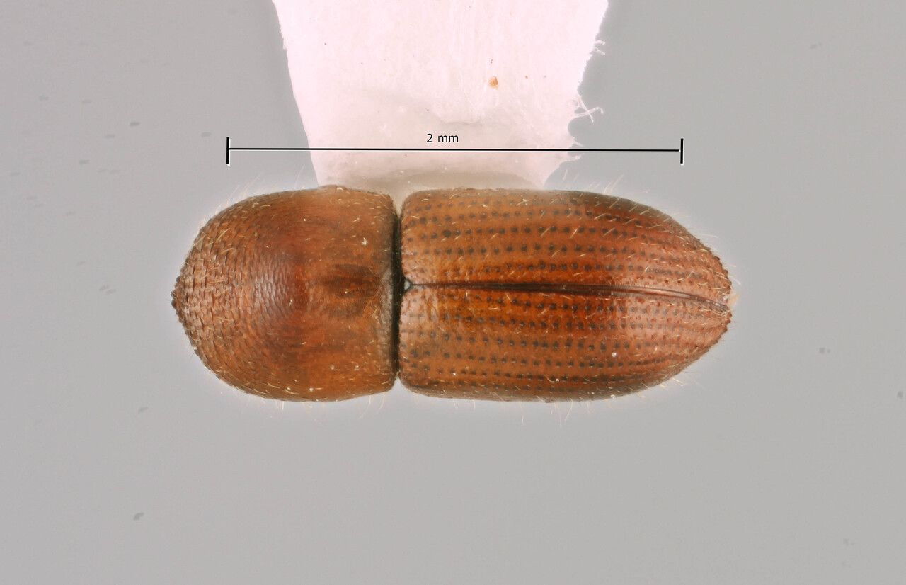 Genus / Species: Coptoborus puertoricensis | Image Author: SM Smith | Location: Puerto Rico, San German | Collection: Arthropod research Collection