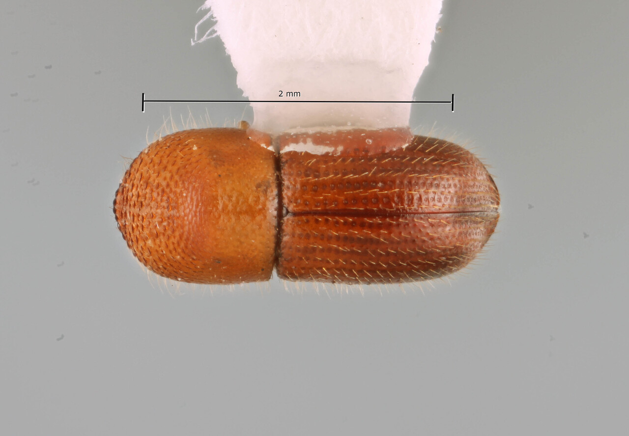 Genus / Species: Coptoborus ricini | Image Author: SM Smith | Location: Puerto Rico, San Juan | Collection: Arthropod research Collection