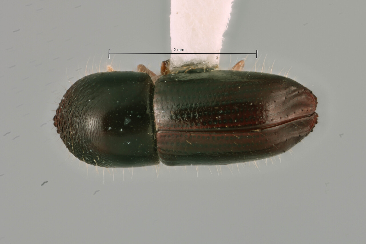 Genus / Species: Coptoborus ripley | Image Author: SM Smith | Location: Ecuador, Orellana, Res. Ethnica Waorani, 1 km S. Onkone Gare Camp | Image Type: holotype | Collection: Instituto de Ciencias Biológicas