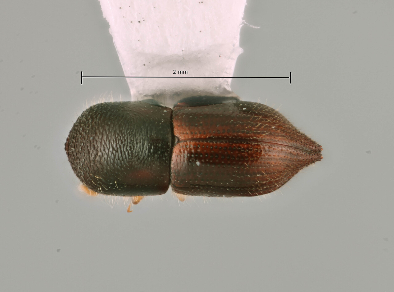 Genus / Species: Coptoborus sagitticauda | Image Author: SM Smith | Location: Guyana, Iwokrama Forest | Image Type: holotype | Collection: Arthropod research Collection
