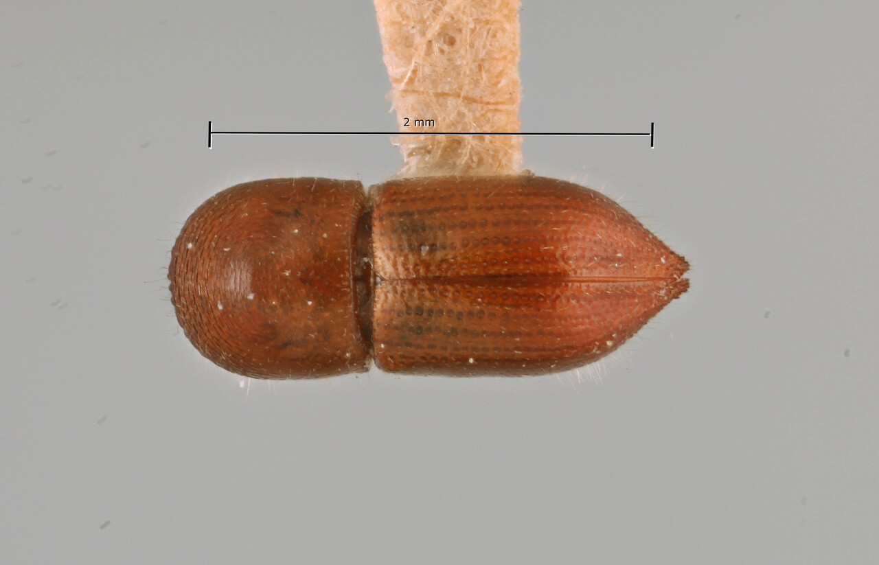 Genus / Species: Coptoborus sarahconnor | Image Author: SM Smith | Location: Brazil, Pará, Santarém | Image Type: holotype | Collection: Canadian National Collection of Insects, Arachnids and Nematodes