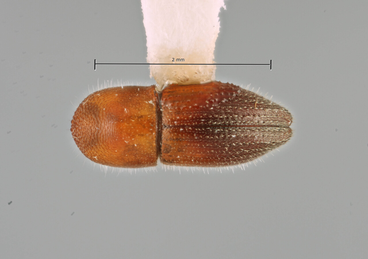 Genus / Species: Coptoborus schulzi | Image Author: SM Smith | Location: Ecuador, Orellana, Res. Ethnica Waorani, 1 km S. Onkone Gare Camp | Collection: Entomology