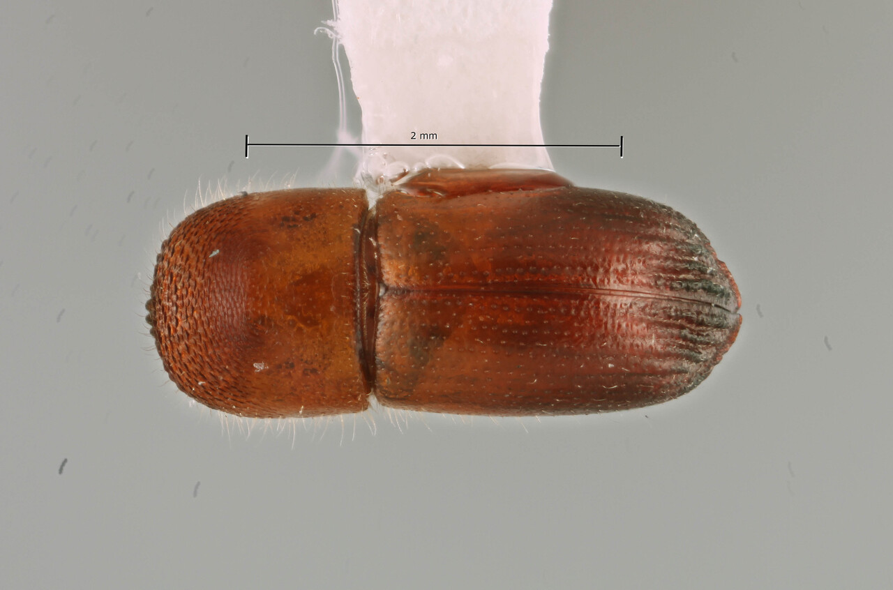 Genus / Species: Coptoborus semicostatus | Image Author: SM Smith | Location: Bolivia, Santa Cruz, Potrerillo de Guenda | Collection: California State Collection of Arthropods