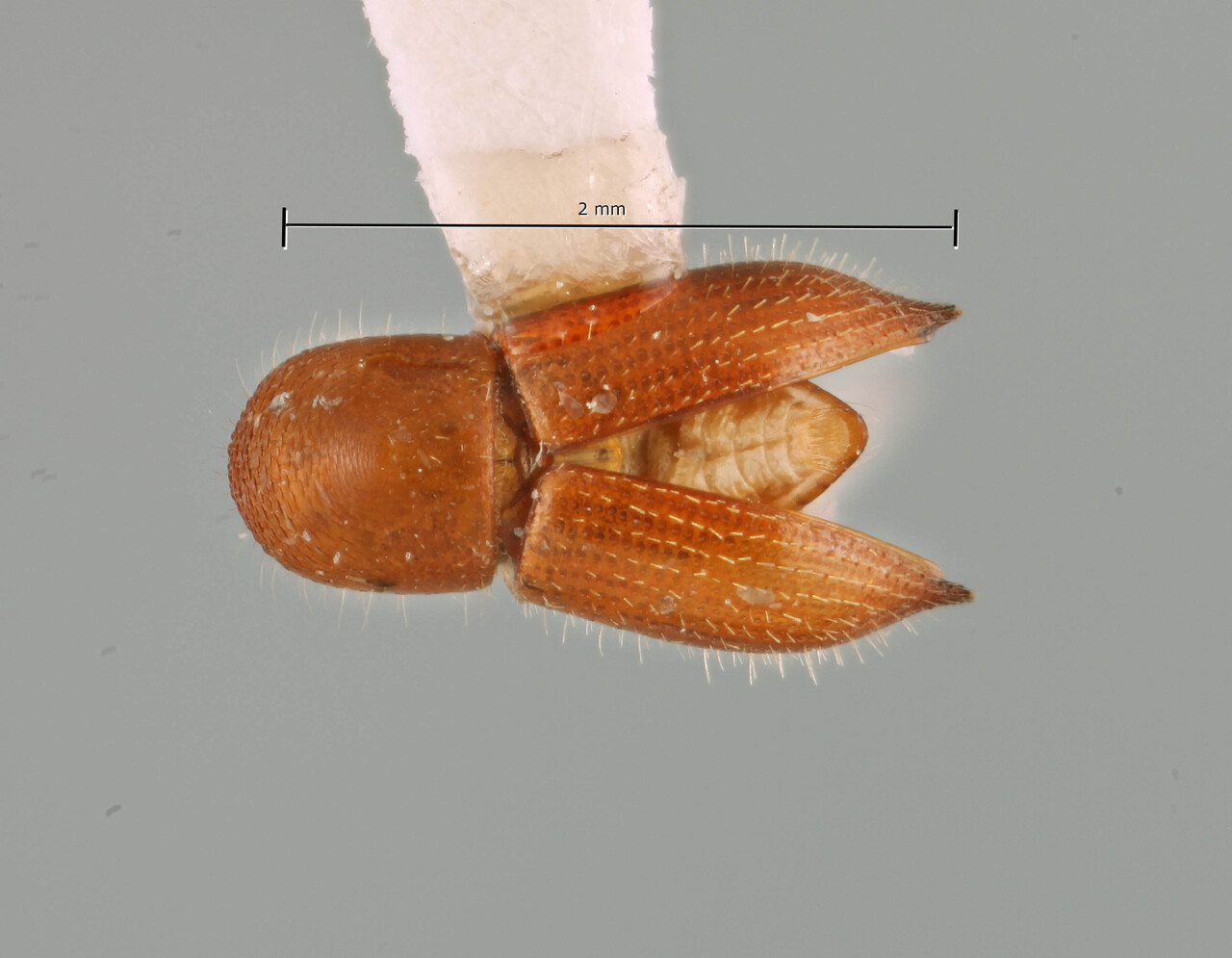 Genus / Species: Coptoborus sicula | Image Author: SM Smith | Location: Ecuador, Orellana, Res. Ethnica Waorani, 1 km S. Onkone Gare Camp | Image Type: holotype | Collection: Instituto de Ciencias Biológicas