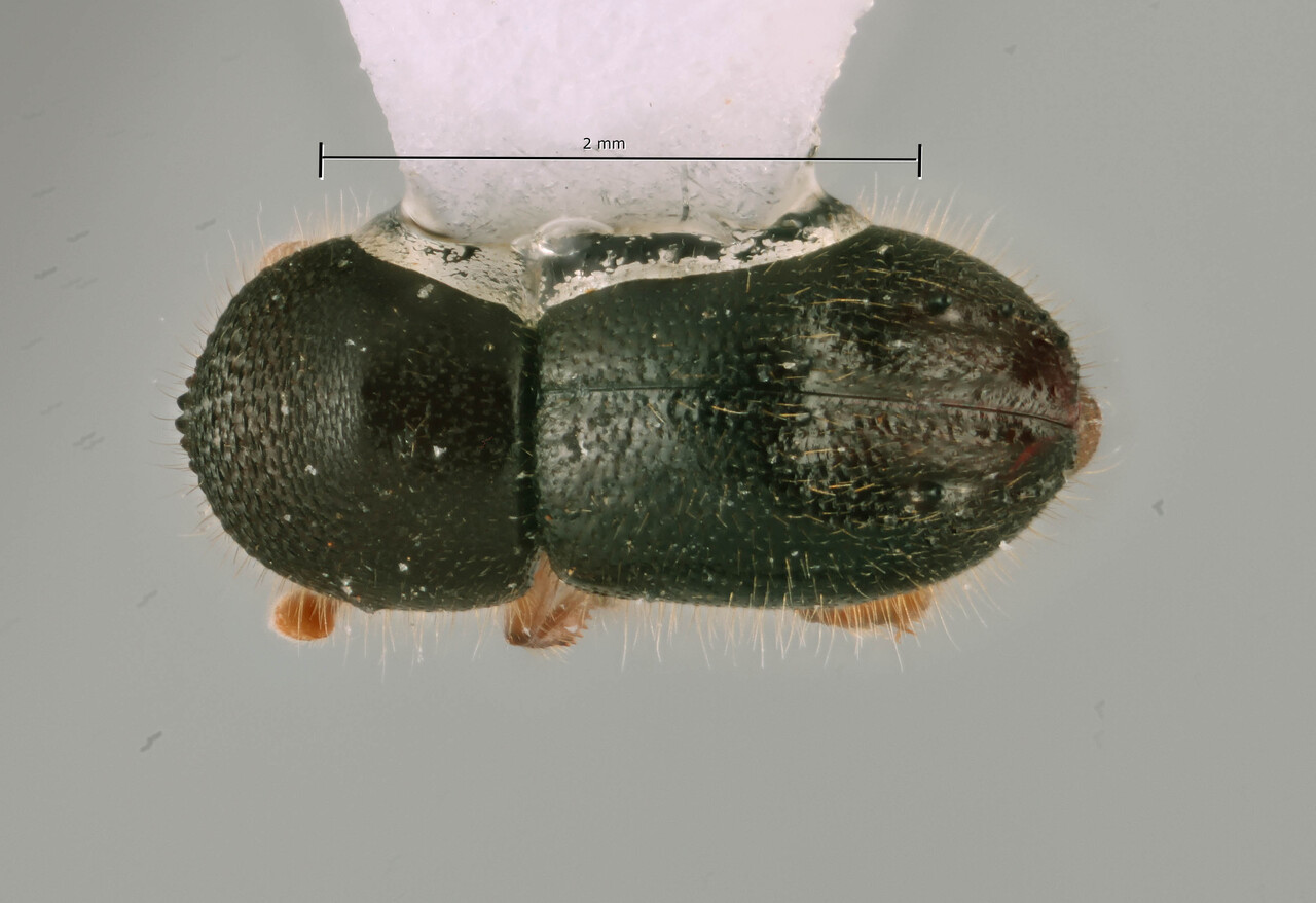 Genus / Species: Coptoborus silviasalasi | Image Author: SM Smith | Location: México, Oaxaca, Rancho Dioon, above Sta. Ma. Xadani | Image Type: paratype | Collection: Arthropod research Collection