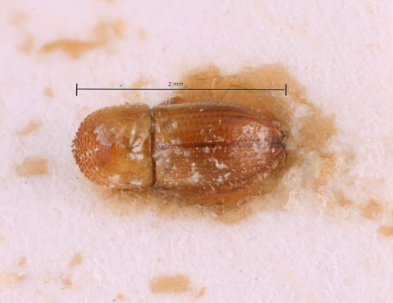 Genus / Species: Coptoborus solitariformis | Image Author: SM Smith | Location: Brazil, Mato Grosso, Xingu | Image Type: lectotype | Collection: Naturhistorisches Museum Wien