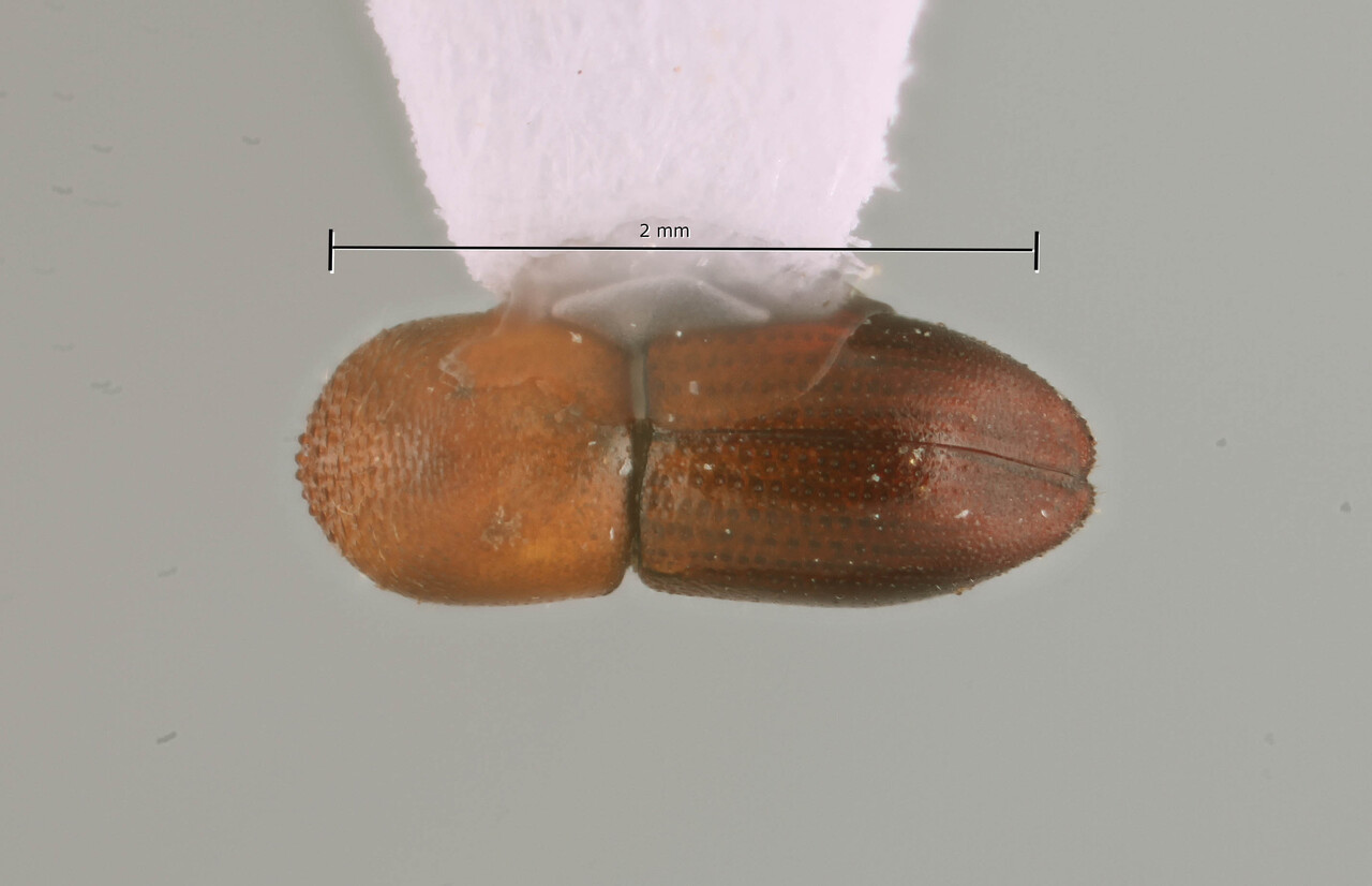 Genus / Species: Coptoborus sororcula | Image Author: SM Smith | Location: Perú, Madre de Dios, Los Amigos Biol. Station | Image Type: holotype | Collection: Natural History Museum