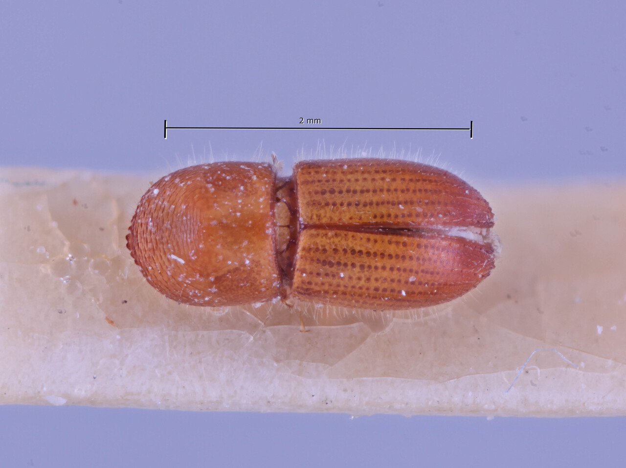 Genus / Species: Coptoborus spicatus | Image Author: SM Smith | Location: Suriname, unknown, Suriname (country / region) | Image Type: paratype | Collection: Entomology