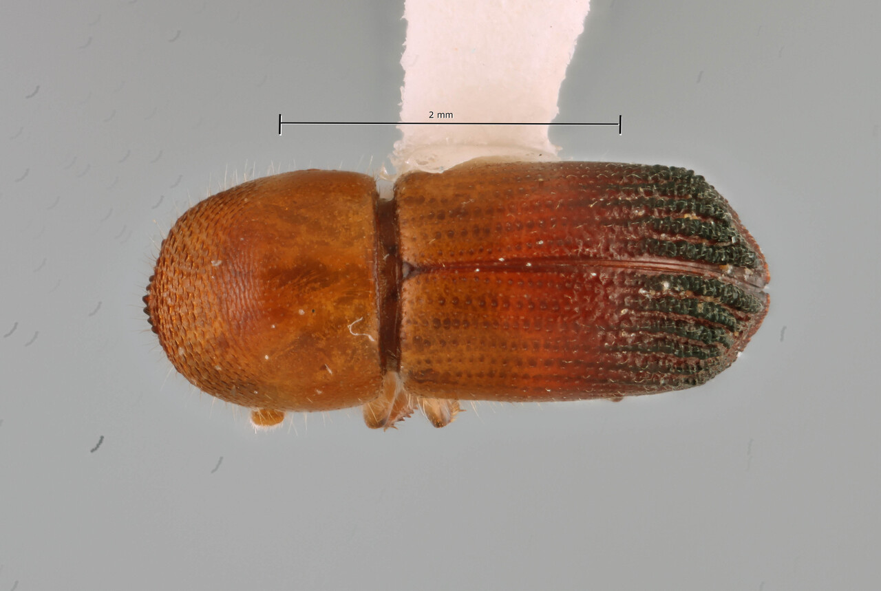 Genus / Species: Coptoborus starbuck | Image Author: SM Smith | Location: Ecuador, Orellana, Est. Cientifica Yasuni | Image Type: holotype | Collection: Texas A&M University Insect Collection