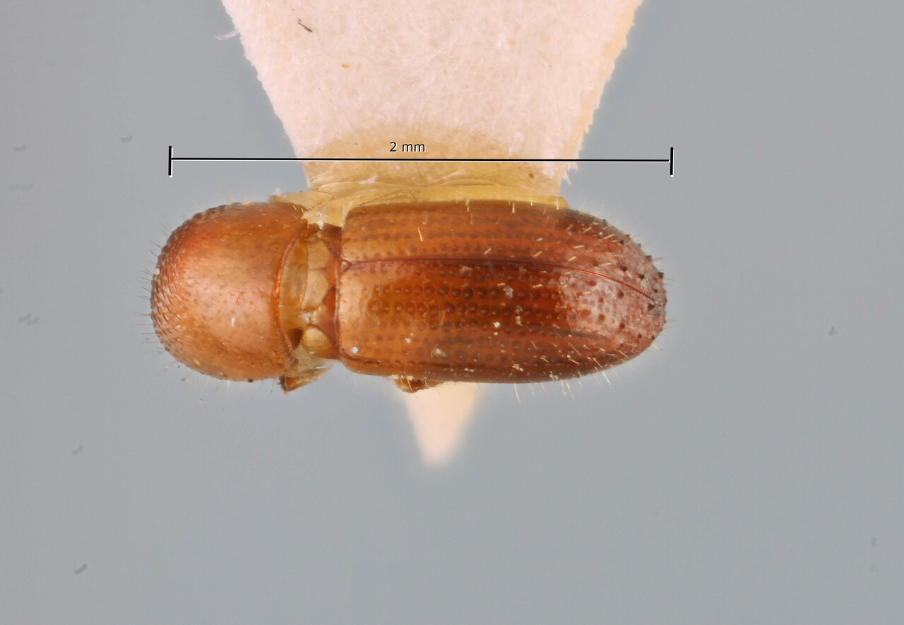 Genus / Species: Coptoborus subtilis | Image Author: SM Smith | Location: Brazil, Santa Catarina, Nova Teutonia | Image Type: holotype | Collection: Naturhistorisches Museum Wien
