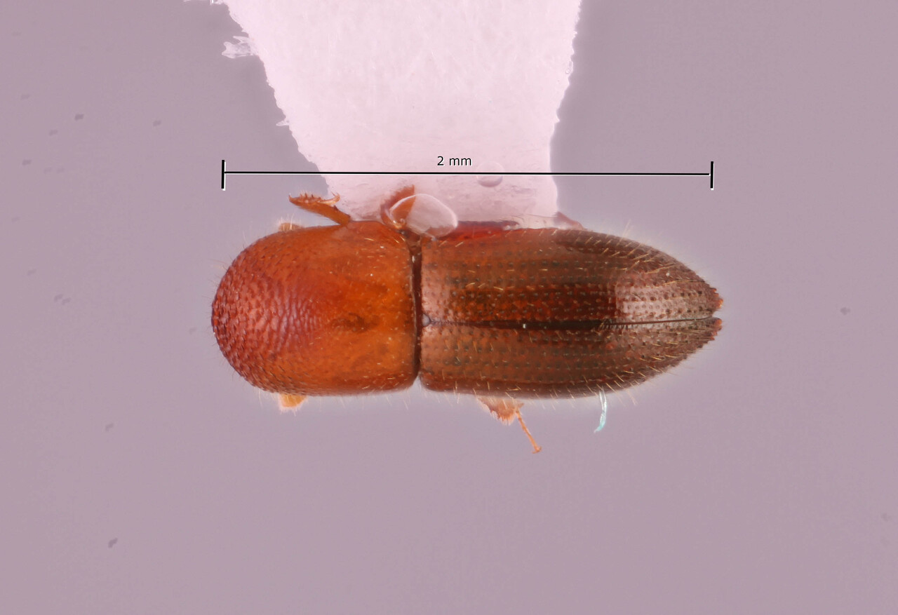 Genus / Species: Coptoborus tolimanus | Image Author: SM Smith | Location: Ecuador, Orellana, Est. Cientifica Yasuni | Collection: Arthropod research Collection