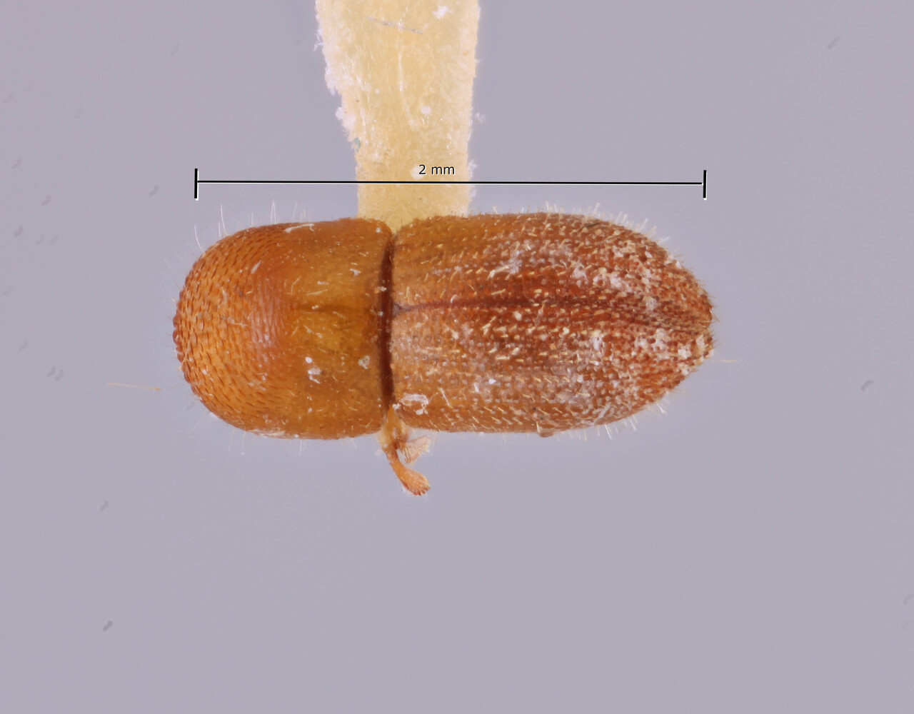 Genus / Species: Coptoborus trinity | Image Author: SM Smith | Location: Brazil, Mato Grosso, Sinop | Image Type: holotype | Collection: Canadian National Collection of Insects, Arachnids and Nematodes