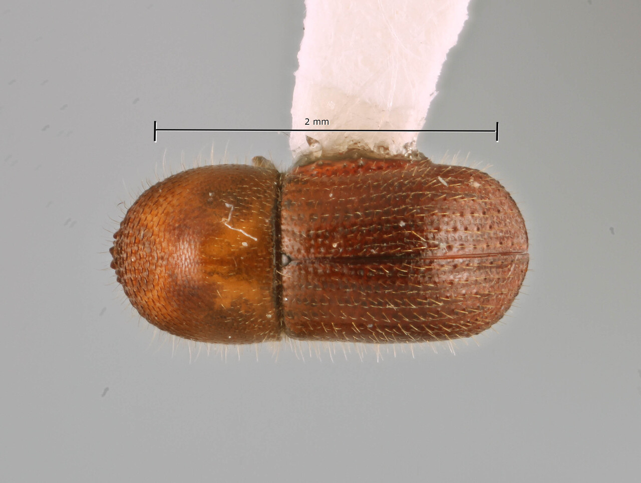 Genus / Species: Coptoborus tristiculus | Image Author: SM Smith | Location: Ecuador, Orellana, Res. Ethnica Waorani, 1 km S. Onkone Gare Camp | Collection: Instituto de Ciencias Biológicas