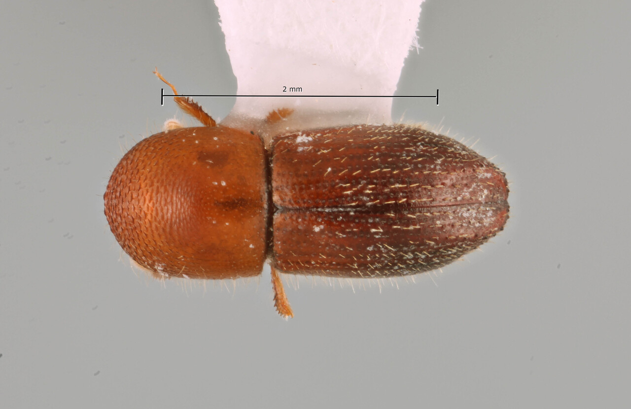 Genus / Species: Coptoborus uhura | Image Author: SM Smith | Location: Perú, Madre de Dios, Los Amigos Biol. Station | Image Type: holotype | Collection: Natural History Museum