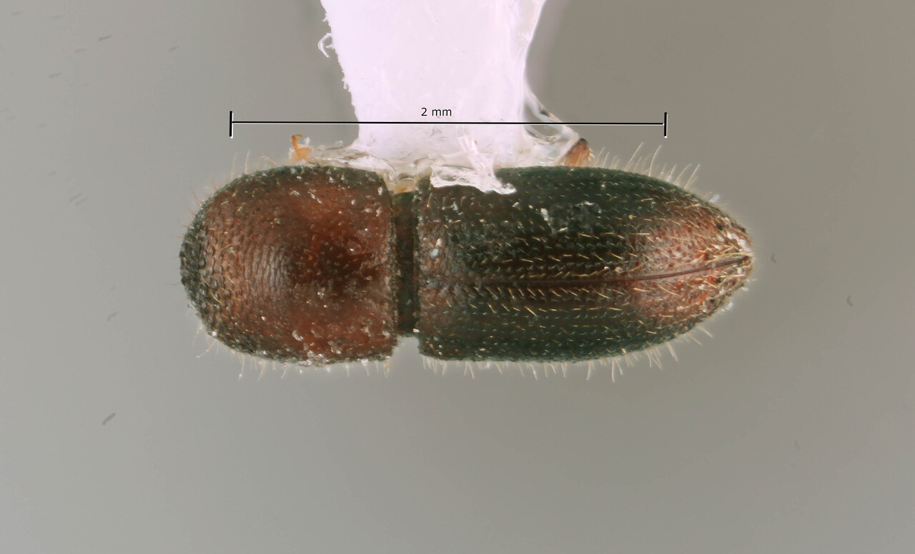 Genus / Species: Coptoborus vasquez | Image Author: SM Smith | Location: Panamá, Panamá, Cd. Panamá | Image Type: Holotype | Collection: Entomology