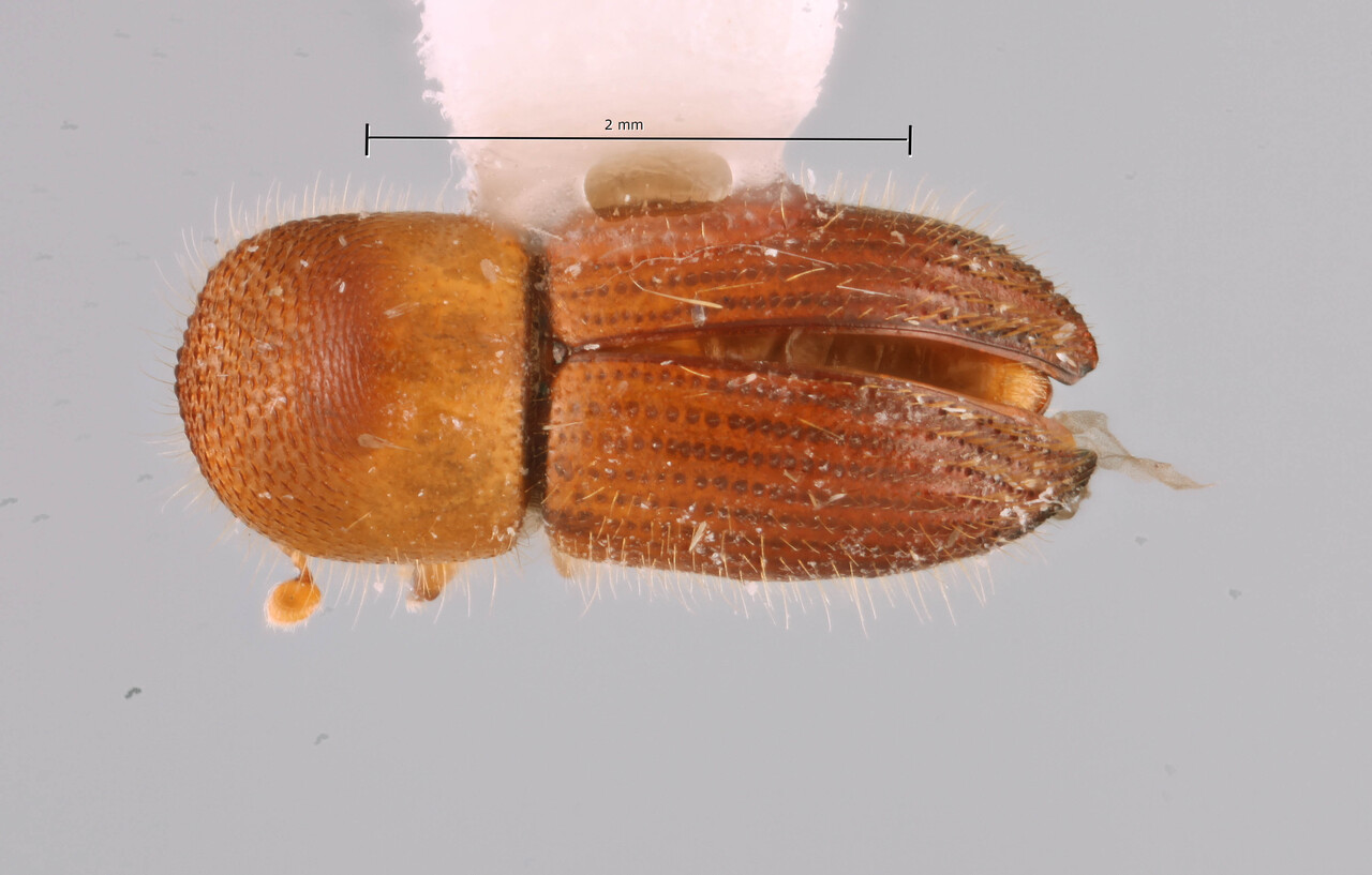 Genus / Species: Coptoborus vrataski | Image Author: SM Smith | Location: Brazil, Rôndonia, Ariquemes, 62 km SW | Image Type: holotype | Collection: Florida State Collection of Arthropods