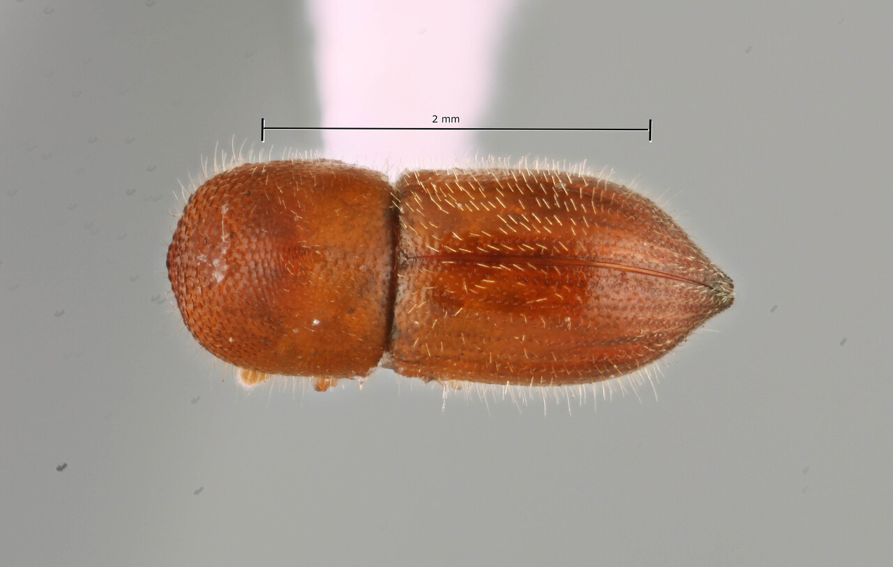 Genus / Species: Coptoborus yar | Image Author: SM Smith | Location: Ecuador, Orellana, Est. Cientifica Yasuni | Image Type: holotype | Collection: Museo de Zoología