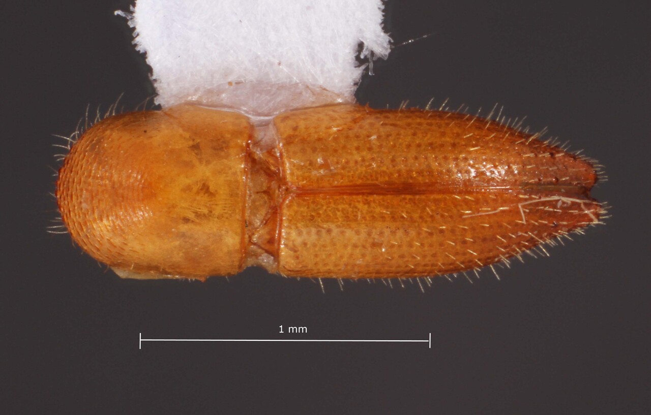 Genus / Species: Coptoborus cracens | Image Author: TH Atkinson | Location: Brazil, Espirito Santo, Aracruz | Image Type: holotype | Collection: Faculdade de Engenharia