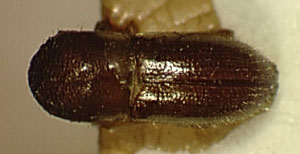 Genus / Species: Coptoborus gentilis | Image Author: SL Wood | Location: Brazil, Rio de Janeiro, Corcovado | Image Type: holotype | Collection: Naturhistorisches Museum Wien