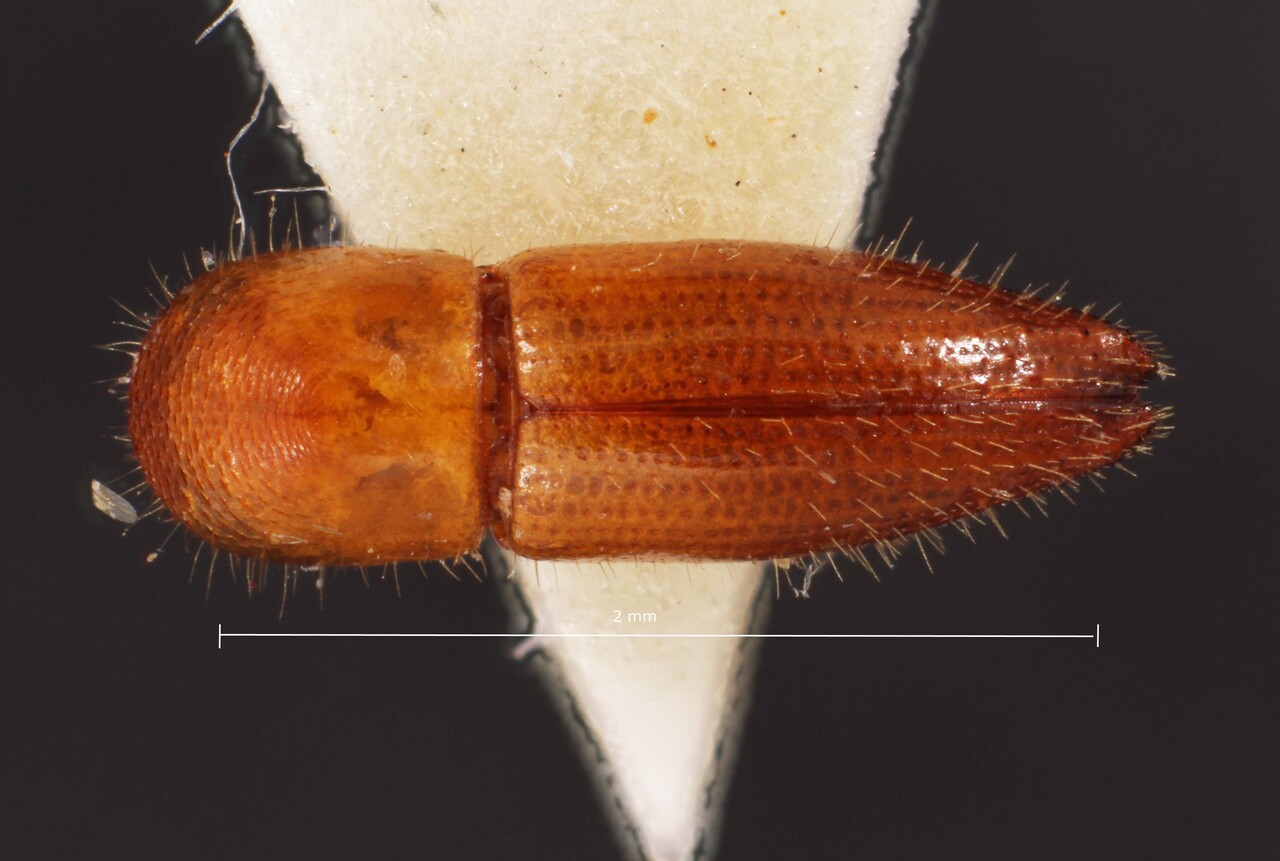 Genus / Species: Coptoborus gracilens | Image Author: TH Atkinson | Location: Brazil, Espirito Santo, Aracruz | Image Type: paratype | Collection: Entomology