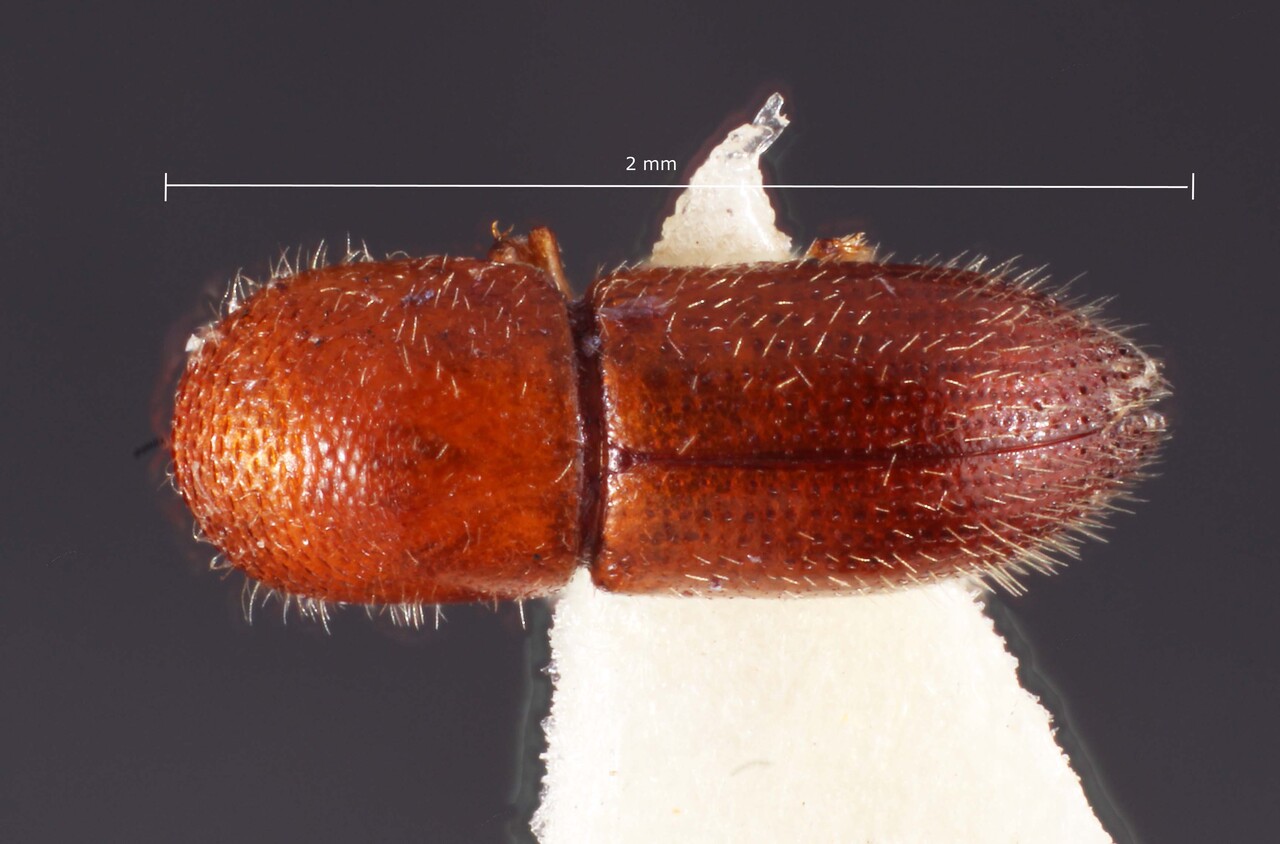 Genus / Species: Coptoborus inornatus | Image Author: TH Atkinson | Location: Brazil, Espirito Santo, Aracruz | Image Type: paratype | Collection: Faculdade de Engenharia
