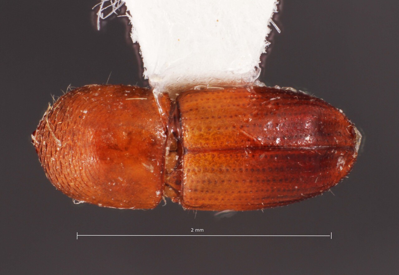 Genus / Species: Coptoborus nudulus | Image Author: TH Atkinson | Location: Brazil, Mato Grosso, Cotriguacu, Finca San Nicolau | Image Type: holotype | Collection: Faculdade de Engenharia