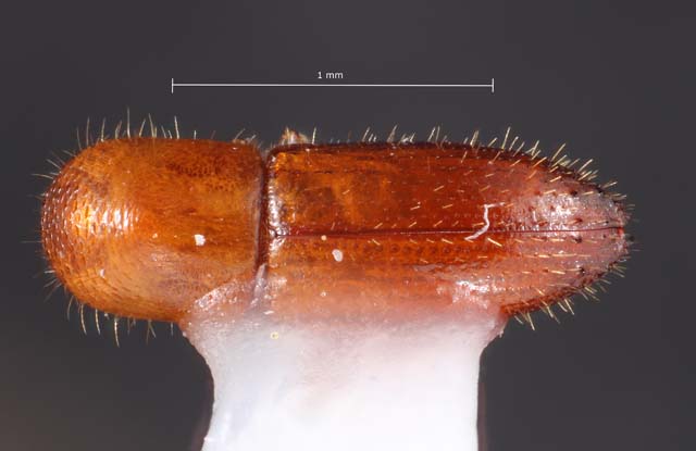 Genus / Species: Coptoborus pseudotenuis | Image Author: TH Atkinson | Location: Fr. Guiana, Cayenne, Roura, 30 km SE, Amazon Nature Lodge on Kaw Rd. | Collection: University of Texas Insect Collection