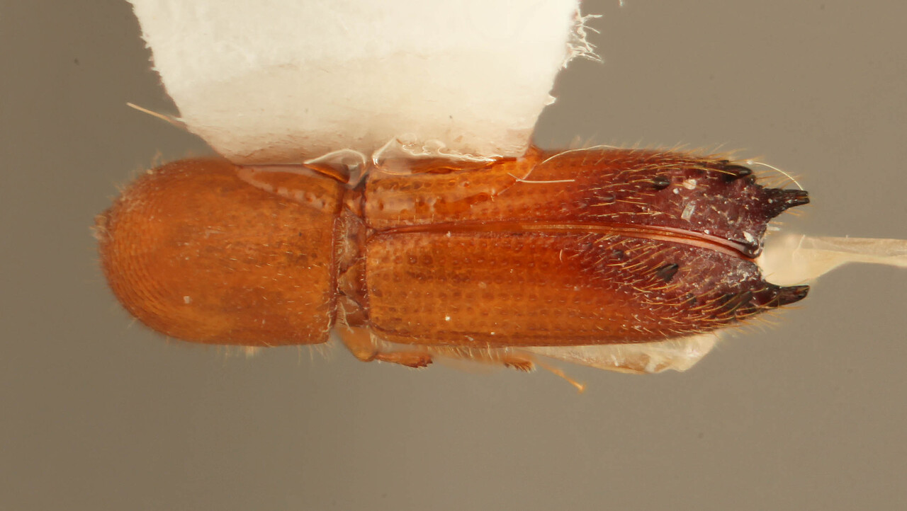 Genus / Species: Dinoxyleborus cognatoi | Image Author: SM Smith | Location: Fr. Guiana, Cayenne, Roura, 30 km SE, Amazon Nature Lodge on Kaw Rd. | Image Type: holotype | Collection: Entomology