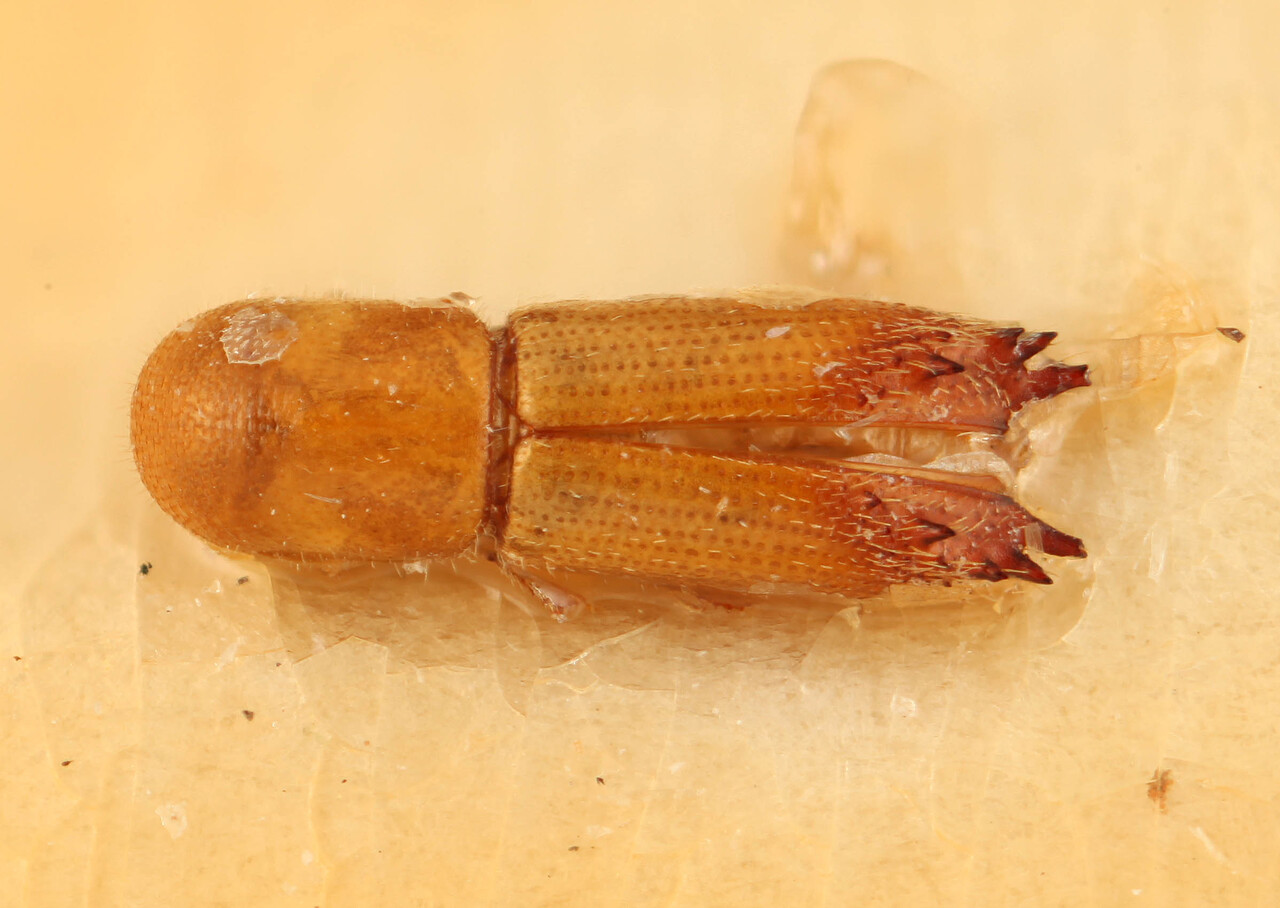 Genus / Species: Dinoxyleborus infernus | Image Author: SM Smith | Location: Suriname, Jodensavanne | Image Type: holotype | Collection: Entomology