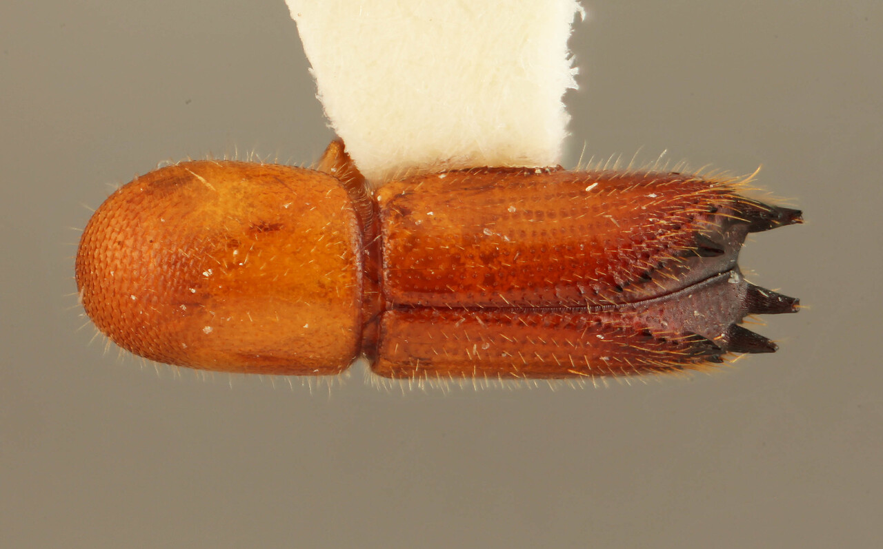 Genus / Species: Dinoxyleborus sexnotatus | Image Author: SM Smith | Location: Suriname, Paramaribo | Image Type: holotype | Collection: Naturhistorisches Museum Wien