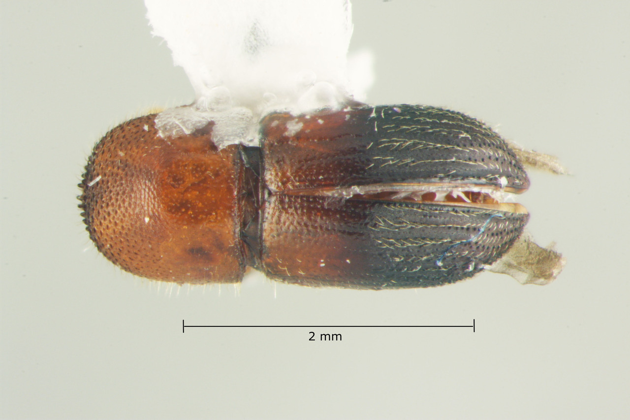 Genus / Species: Dryocoetoides cristatus | Image Author: TH Atkinson | Location: Brazil, Sergipe, Itabaiana | Collection: Faculdade de Engenharia