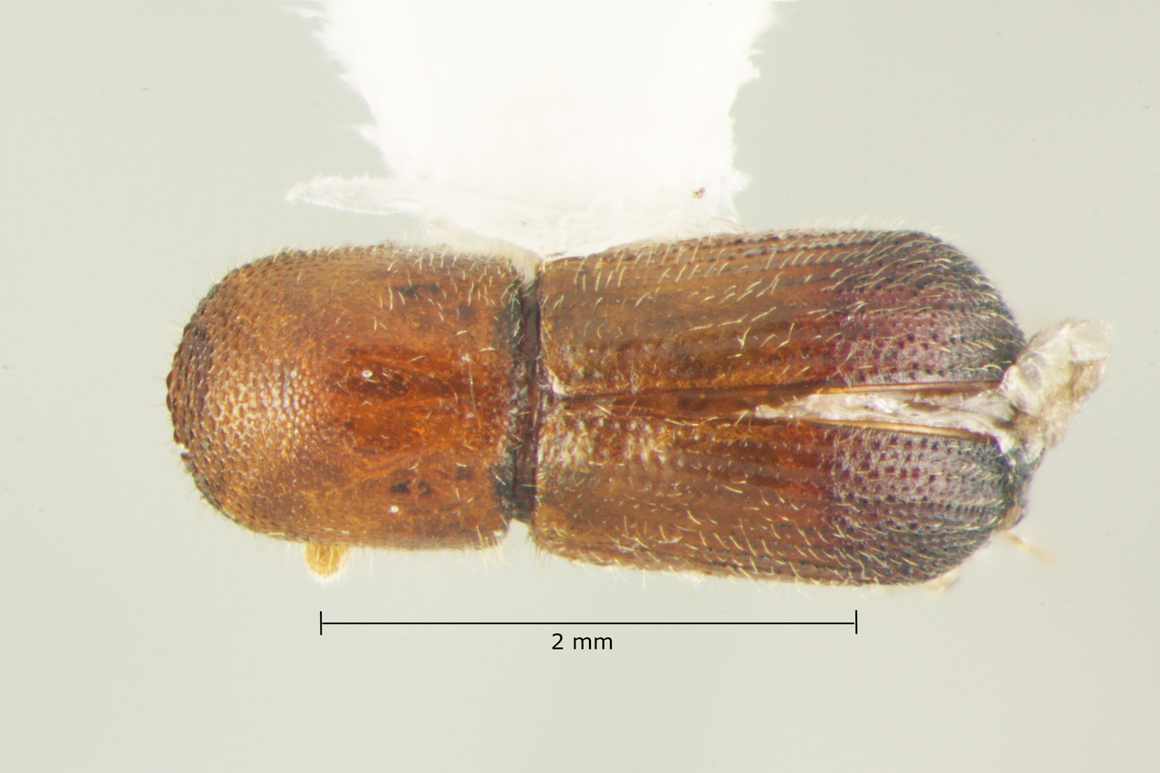 Genus / Species: Dryocoetoides truncatellus | Image Author: TH Atkinson | Location: Brazil, Sergipe, Itabaiana | Collection: Faculdade de Engenharia