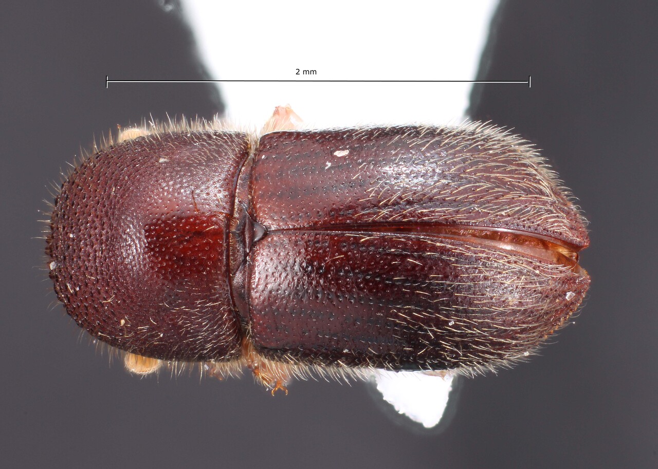 Genus / Species: Dryocoetoides capucinus | Image Author: TH Atkinson | Location: México, Veracruz, Xalapa | Collection: University of Texas Insect Collection