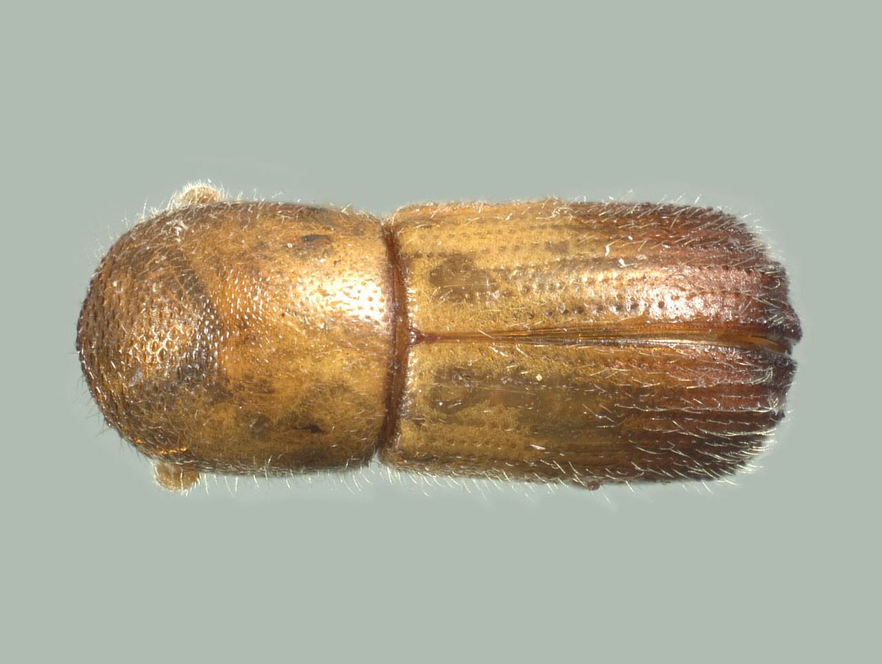 Genus / Species: Dryocoetoides reticulatus | Image Author: TH Atkinson | Location: United States, Florida, Big Torch Key | Image Type: holotype | Collection: Entomology