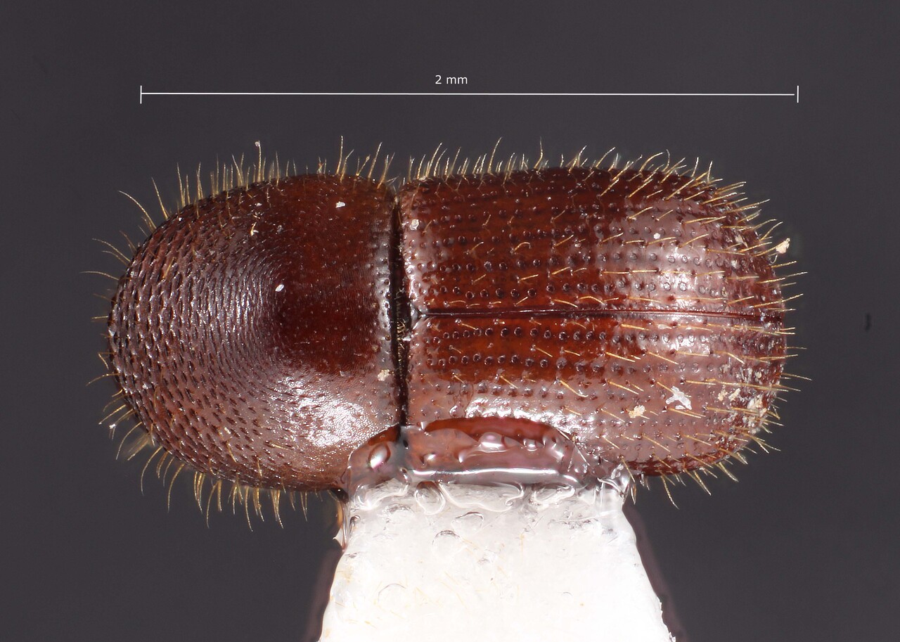 Genus / Species: Euwallacea perbrevis | Image Author: TH Atkinson | Location: United States, Florida, Homestead, IFAS TREC | Collection: University of Texas Insect Collection