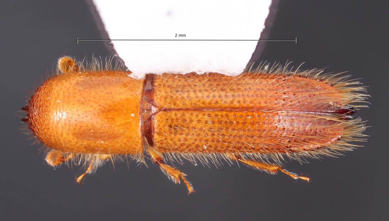 Genus / Species: Sampsonius dampfi | Image Author: TH Atkinson | Location: Honduras, Atlántida, Parque Nal. Pico Bonito | Collection: University of Texas Insect Collection