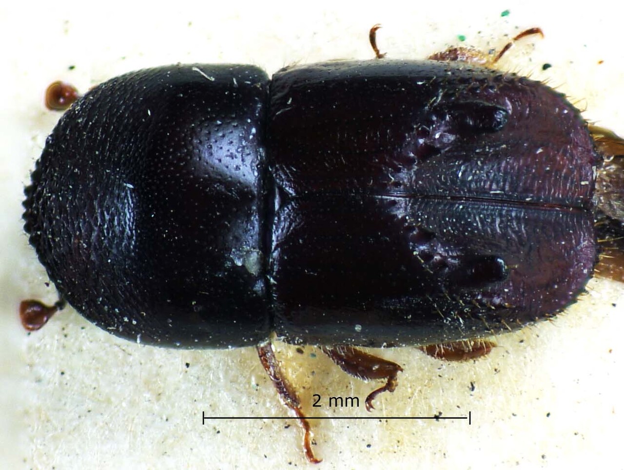Genus / Species: Taurodemus godmani | Image Author: LR Kirkendall | Location: Panamá, Chiriquí, Bugaba | Image Type: holotype | Collection: British Museum (Natural History)