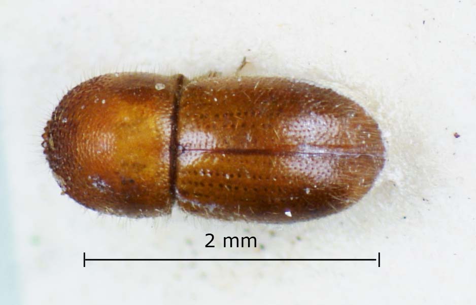 Genus / Species: Coptoborus villosulus | Image Author: LR Kirkendall | Location: Guatemala, San Marcos, Río Naranjo | Image Type: holotype | Collection: British Museum (Natural History)