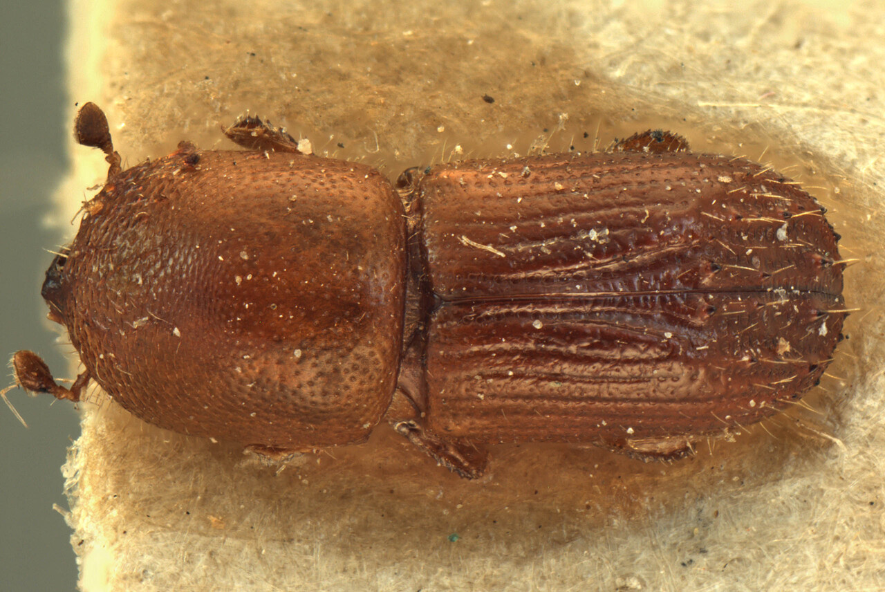 Genus / Species: Stictodex dimidiatus | Image Author: AI Cognato | Location: Myanmar, Bilumyo Reserve, Myithyina | Image Type: paratype | Collection: Forest Research Institute