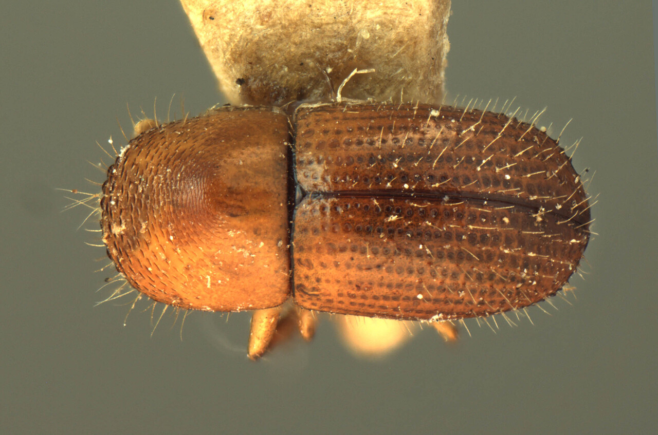 Genus / Species: Euwallacea velatus | Image Author: AI Cognato | Location: India, Assam, Haflong, Cachar | Image Type: holotype | Collection: Forest Research Institute